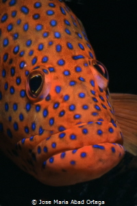 Plectropomus leopardus grouper Red Sea 2003
Shot with  F... by Jose Maria Abad Ortega 